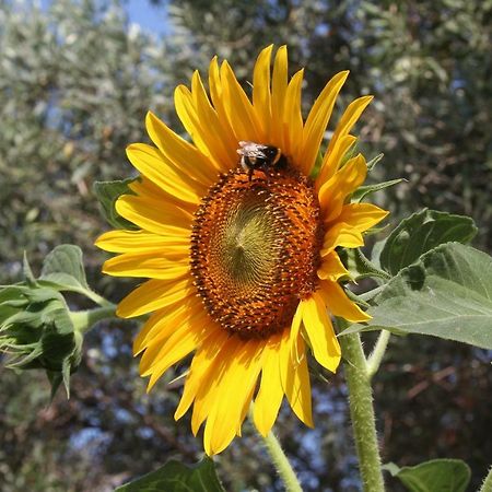 Sunflower Split Exterior foto