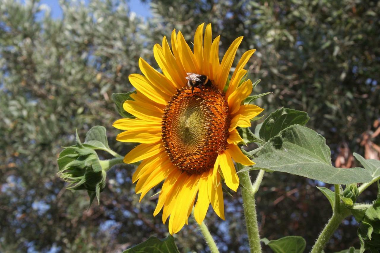 Sunflower Split Exterior foto
